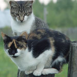 Две кошки сидят на заборе